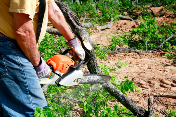 Best Emergency Tree Service  in Hertford, NC